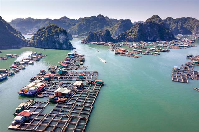 Nuôi biển không kháng sinh: Cuộc "cách mạng" từ con giống để hướng tới thủy sản sạch