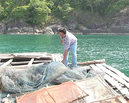 Phú Quốc (Kiên Giang): Hiệu quả mô hình nuôi cá bớp lồng bè trên biển