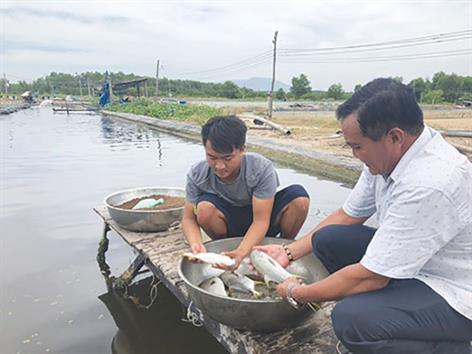 Kinh nghiệm nuôi cá chim vây vàng