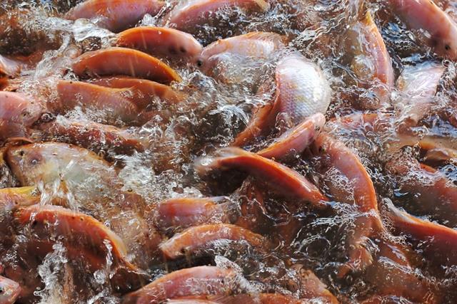 Nông dân Đắk Lắk đổi đời nhờ nuôi cá diêu hồng