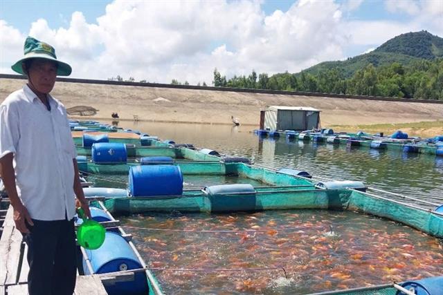 Thu nhập ổn định từ mô hình nuôi cá điêu hồng thương phẩm trong lồng bè