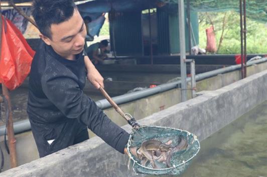 Người nuôi cá tầm đầu tiên ở huyện Trấn Yên