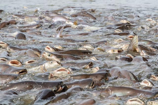 Vĩnh Long: Trên 650 tỷ đồng thực hiện dự án vùng nuôi cá tra an toàn thực phẩm