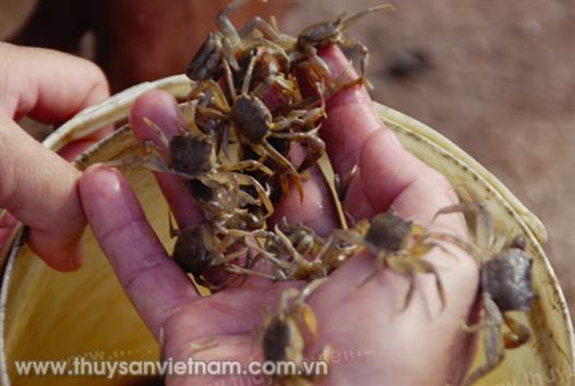 Hà Tĩnh: Hướng mới nuôi cua đồng thương phẩm Hà Tĩnh: Hướng mới nuôi cua đồng thương phẩm