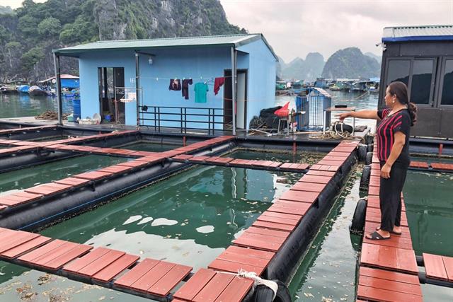 Hải Phòng: Các hộ nuôi cá khốn khổ vì lồng bè đóng bằng nhựa HDPE Hải Phòng: Các hộ nuôi cá khốn khổ vì lồng bè đóng bằng nhựa HDPE