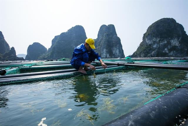 Quảng Ninh "số hóa" ngành thủy sản để vượt bão chinh phục thị trường