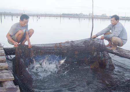 Hà Tĩnh: Hiệu quả của mô hình nuôi cá Hồng Mỹ trong lồng