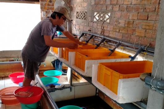 Sản xuất lươn giống hướng phát triển kinh tế mới tại Yên Thành   Aquaculture