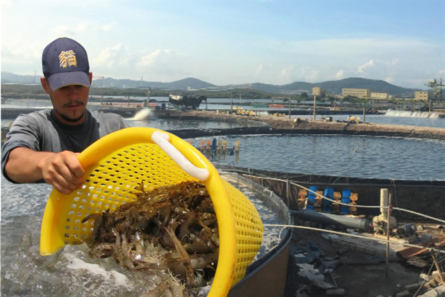 Nuôi tôm Việt Nam giữa vòng xoáy ô nhiễm – kháng sinh ​