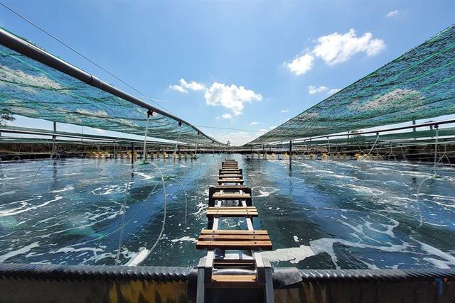 Áp dụng tiến bộ kỹ thuật để nuôi tôm nước lợ đạt hiệu quả cao, bền vững