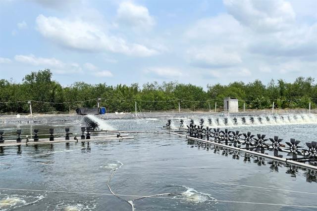 Chứng nhận ASC/GlobalGAP cho tôm Việt: Cơ hội vàng để vươn ra thị trường quốc tế