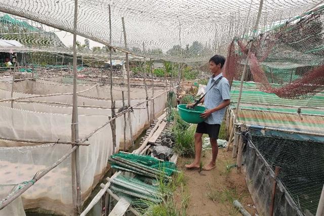 Lãi đậm, công nhàn với mô hình nuôi cá - ếch kết hợp