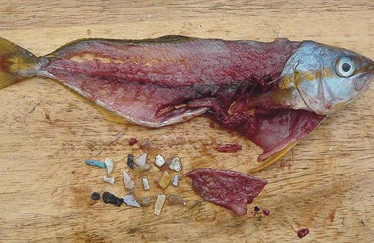 Mexico: Phát hiện vi nhựa trong 20% loài cá biển giá trị
