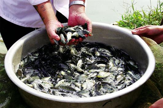 Phát triển cá rô phi: Cần cung cấp đủ giống chất lượng tốt Phát triển cá rô phi: Cần cung cấp đủ giống chất lượng tốt