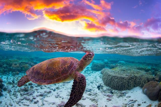 Bà Rịa - Vũng Tàu: Ấp nở và thả về biển hơn 123.000 cá thể rùa con