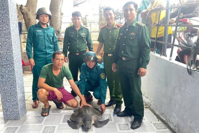 Rùa biển trong sách đỏ sa vào lưới ngư dân Đà Nẵng