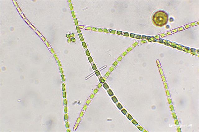 Kiểm soát tảo lục sợi Hormidium trong ao nuôi tôm