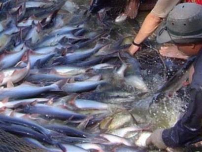 GOAL: Sản lượng cá tra toàn cầu tăng nhanh, trong khi sản lượng cá rô phi tăng chậm