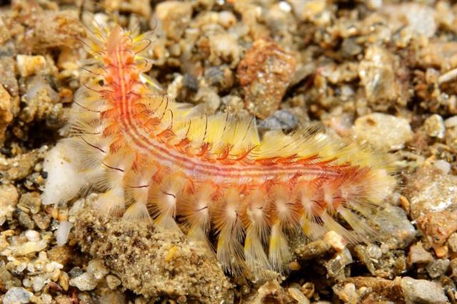 Sâu biển Chloeia sp.: Mối đe dọa tiềm ẩn đối với vùng nuôi nhuyễn thể ven biển