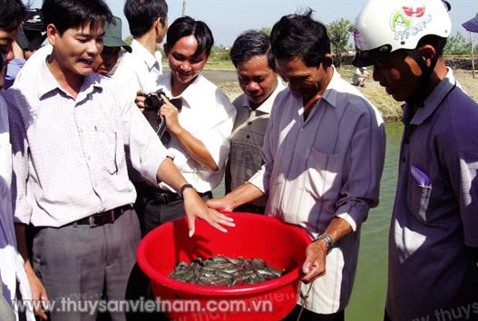 Sóc Trăng: “Sống khỏe” nhờ cá kèo Sóc Trăng: “Sống khỏe” nhờ cá kèo
