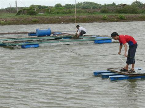 Sản xuất, cung ứng nhiều giống thủy sản