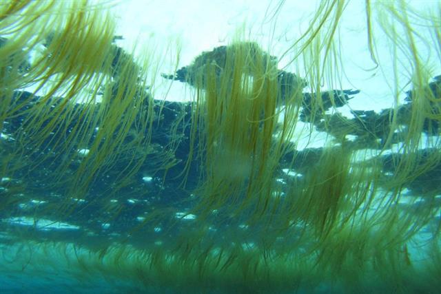 Tảo có lợi trong ao nuôi trồng thuỷ sản Tảo có lợi trong ao nuôi trồng thuỷ sản