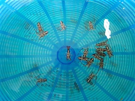 Thu tiền triệu mỗi ngày từ đánh bắt tôm hùm giống Thu tiền triệu mỗi ngày từ đánh bắt tôm hùm giống