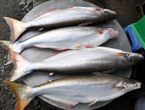 Sóc Trăng: Thu lãi tiền tỷ từ cá bông lau Sóc Trăng: Thu lãi tiền tỷ từ cá bông lau