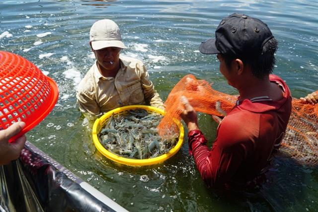 Xu hướng tình hình giá tôm Việt Nam đầu năm 2025: Dấu hiệu khởi sắc và dự báo cho tương lai