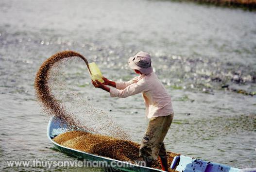 Thức ăn thủy sản: Siết chặt quản lý Thức ăn thủy sản: Siết chặt quản lý