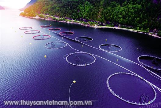 Thủy sản Na Uy đi đầu thế giới Thủy sản Na Uy đi đầu thế giới