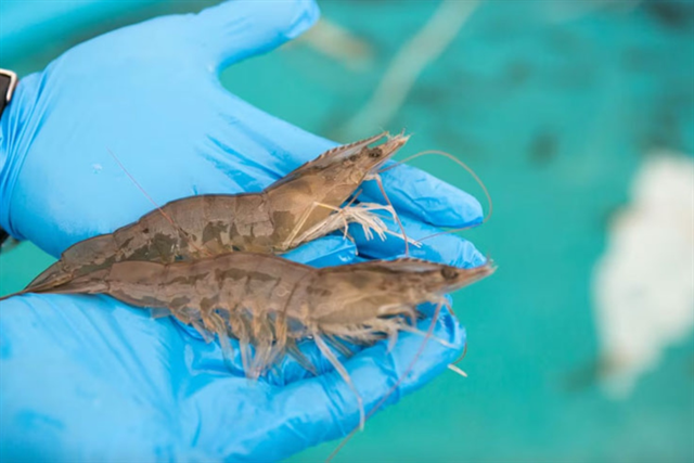 Chuyển giao công nghệ tạo giống tôm kháng bệnh (SPR)