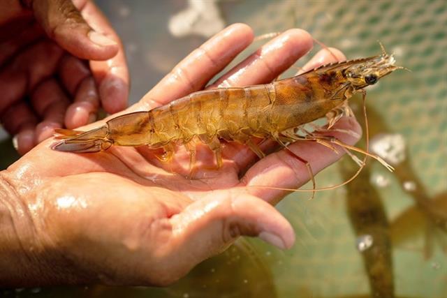 Phân biệt tôm yếu gan, teo gan và hoại tử: Nhìn cho đúng để cứu tôm kịp thời