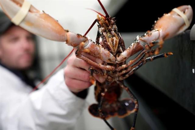 Độc lạ: Nước Anh cấm luộc tôm hùm khi còn sống