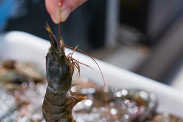 "Gây choáng" tôm trước khi chế biến: Vì sao đây là xu hướng tất yếu của ngành?