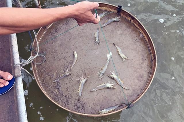 Hướng xử lý khi tôm chết rải rác cuối vụ
