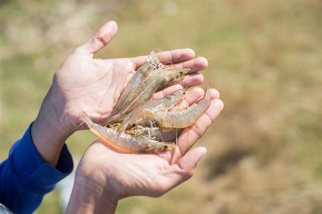 VietAgros 2026: Nhịp cầu kết nối Nông nghiệp xanh