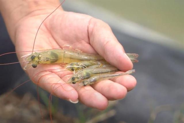 Người nuôi cần làm gì để kiểm soát bệnh EHP hiệu quả?