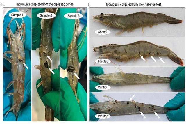 Xác định nguyên nhân gây bệnh đốm đen trên tôm thẻ chân trắng Xác định nguyên nhân gây bệnh đốm đen trên tôm thẻ chân trắng