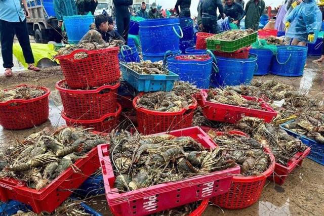 Thương không kể hết: Nước lũ cuốn trôi 20 triệu con tôm hùm, ngành nuôi Đắk Lắk đứng trước nguy cơ "bị xóa sổ"