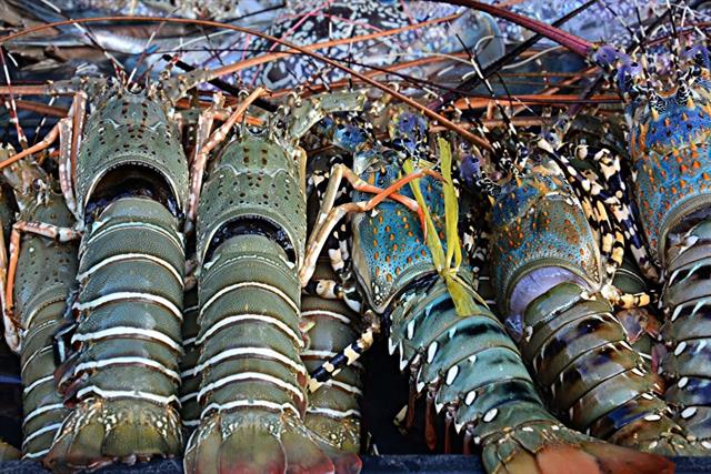 Trung Quốc ‘khoái’ tôm hùm xanh, Việt Nam thu hơn 700 triệu USD sau 10 tháng