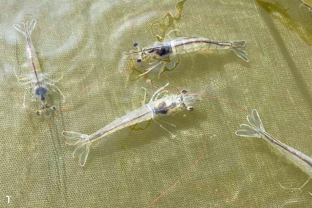 Những hiện tượng lạ trong ao nuôi dễ bị nhầm là bệnh