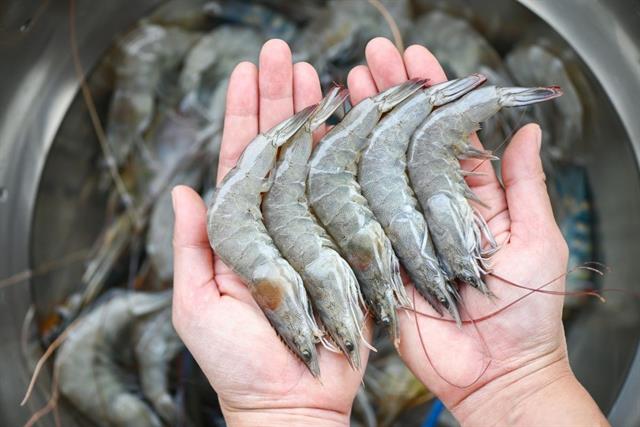 Phòng ngừa và xử lý bệnh mềm vỏ ở tôm nuôi