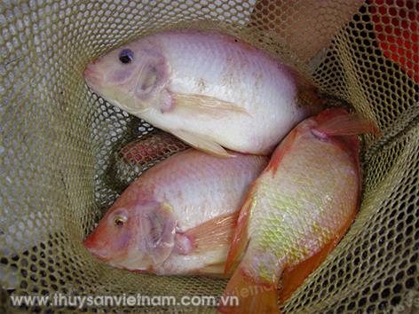Tôm thẻ chân trắng kết hợp cá điêu hồng Tôm thẻ chân trắng kết hợp cá điêu hồng
