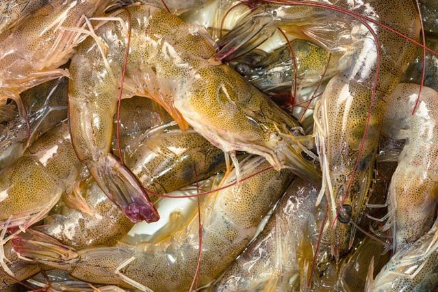 Cách phân biệt tôm tươi tự nhiên và tôm bị bơm tạp chất