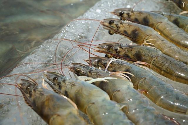 Xuất khẩu thủy sản đạt 8,12 tỷ USD trong 9 tháng, tăng 12,3%