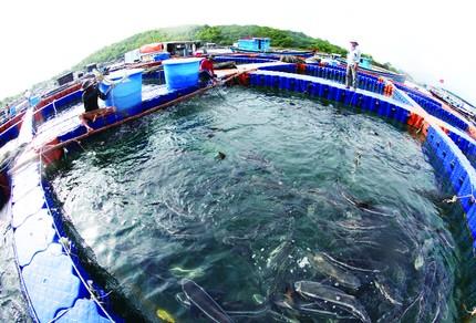 Nuôi cá biển: Muốn làm phải có máu liều