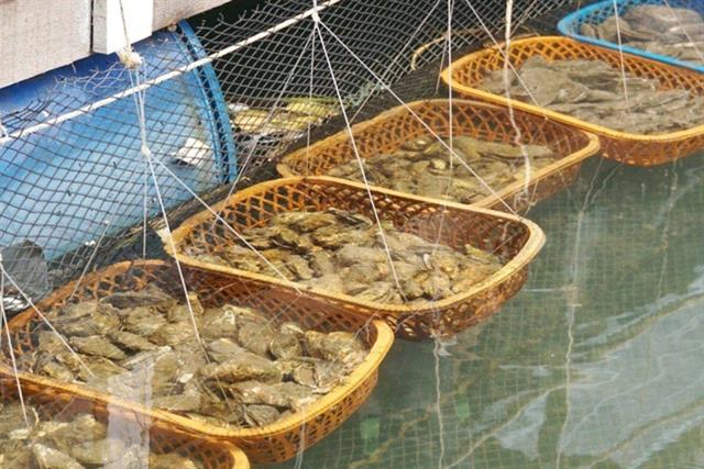 Nghề nuôi hàu hoá thành thương hiệu du lịch độc đáo
