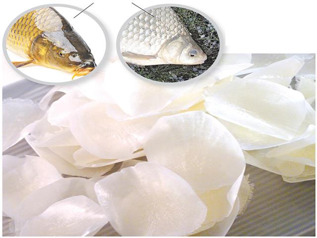 Vảy cá – vật liệu mới, lựa chọn cao cấp và bền vững cho ngành dệt may Vảy cá – vật liệu mới, lựa chọn cao cấp và bền vững cho ngành dệt may