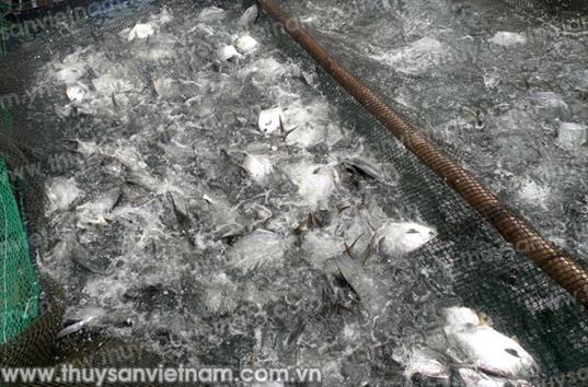 Kỹ thuật nuôi cá chim vây vàng trong lồng bè Kỹ thuật nuôi cá chim vây vàng trong lồng bè